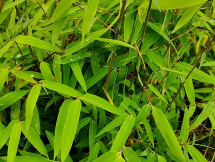 Fargesie nitida 'Gansu'/Bambus  Fargesia nitida 'Gansu'