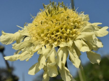 Hlavatka obrovská - Cephalaria gigantea  Cephalaria gigantea
