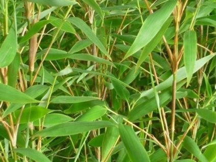 Fargesia 'Obelisk'/Bambus  Fargesia 'Obelisk'