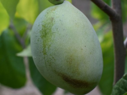 Ásimina trojlaločná 'Susquehanna'  Asimina triloba 'Susquehanna'