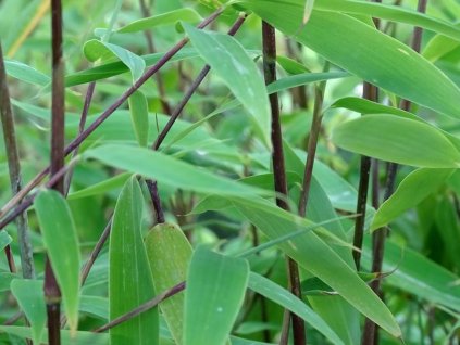 Fargesia 'Viking'/Bambus