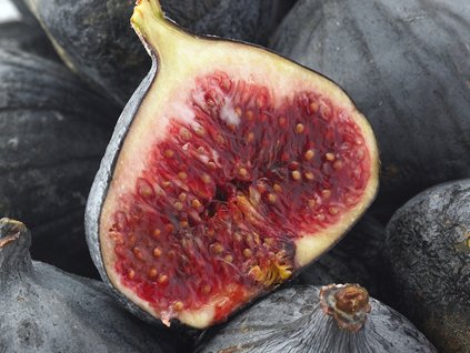 Figovník obyčajný 'Noir de Bellone'  Ficus carica 'Noir de Bellone'
