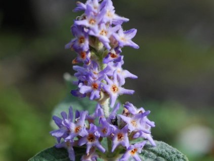 Budleja Šalviolistá  Buddleja salviifolia