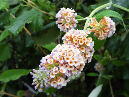 Budleja Weyerova 'Lady the Ramsay'  Buddleja weyeriana 'Lady the Ramsay'