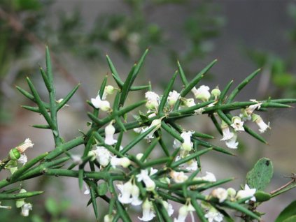 Kolécia  Colletia hystrix