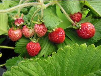 Jahoda 'Capron'  Fragaria 'Capron'