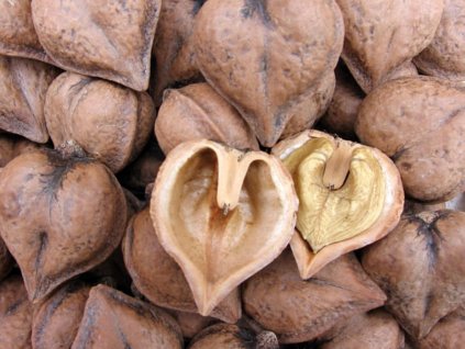 Orech srdcovitý  Juglans ailantifolia var. cordiformis