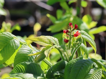 Orech popolavý 'Beckwith'  Juglans cinerea 'Beckwith'