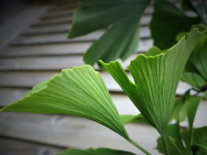 Ginko dvojlaločné 'Denise'  Ginkgo biloba 'Denise'