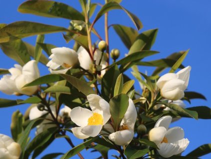 Gordlinia grandiflora  Gordlinia grandiflora