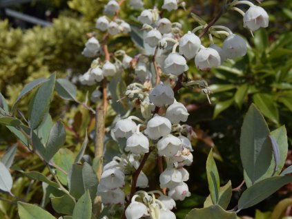 Zenobia pulverulenta 'Blue Sky'  Zenobia pulverulenta 'Blue Sky'