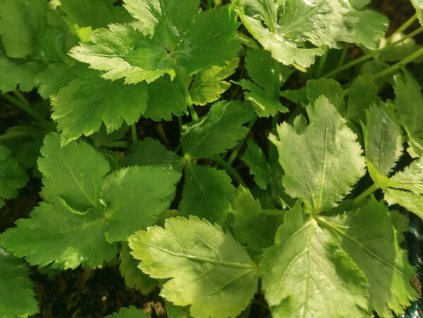 Japonský petržlen  Cryptotaenia japonica