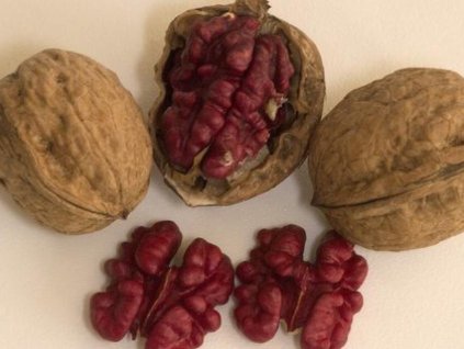 Orech kráľovský 'Robert Livermore'  Juglans regia 'Robert Livermore'