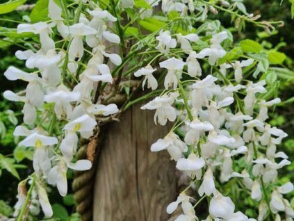 Vistéria čínska 'Jako'  Wisteria sinensis 'Jako'