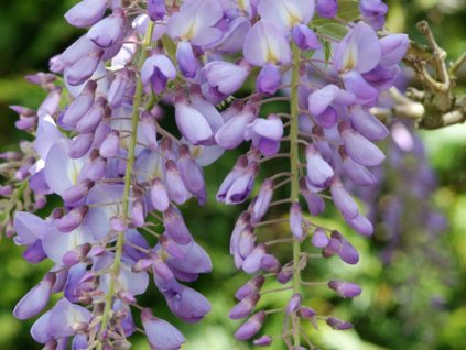 Vistéria 'Issai Perfect'  Wisteria formosa 'Issai Perfect'