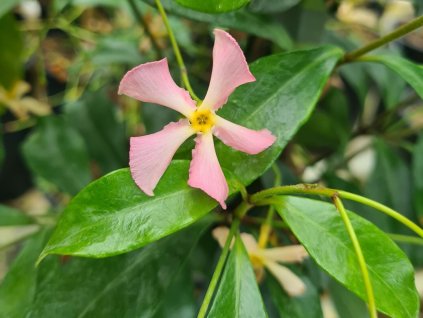 Jasmínovník vonný 'Pink Air'  Trachelospermum asiaticum 'Pink Air'