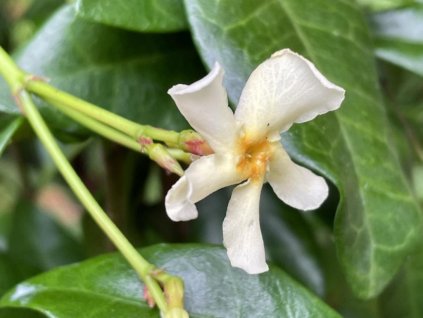 Jasmínovník vonný 'Chili and Vanilla'  Trachelospermum asiaticum 'Chili and Vanilla'