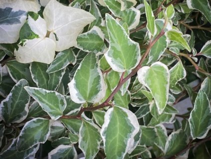 Brečtan popínavý 'Little Diamond'  Hedera helix 'Little Diamond'