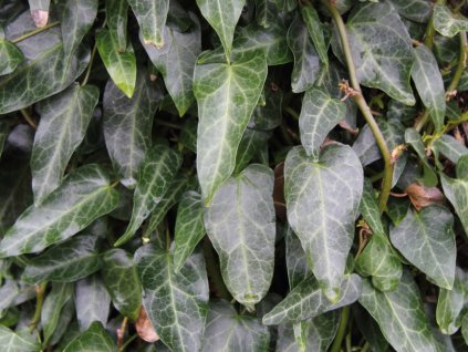 Brečtan Pastuchov 'Ann Ala'  Hedera pastuchovii 'Ann Ala'