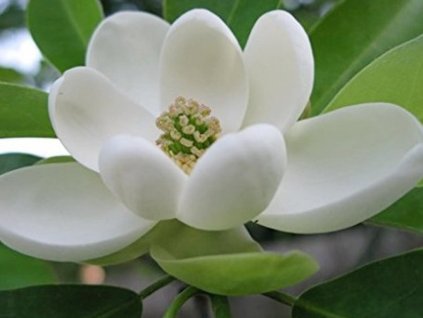 Šácholán viržinský  Magnolia virginiana