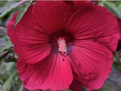 Ibištek bahenný 'Fireball'  Hibiscus 'Fantasia'