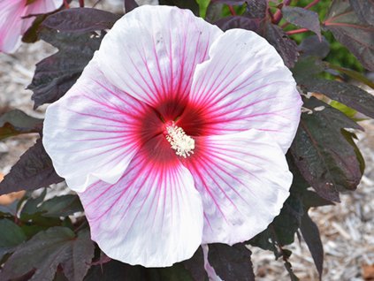 Ibištek bahenný 'Kopper King'  Hibiscus 'Kopper King'
