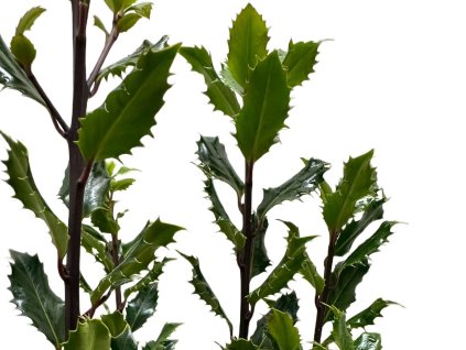 Cezmína Meserveova 'Magical Amore Rosso'®  Ilex meserveae 'Magical Amore Rosso'®