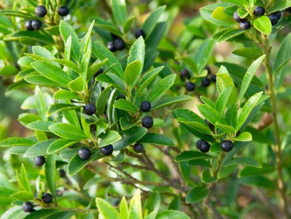 Cezmína Meserveova 'Blondie'®  Ilex crenata 'Blondie'®