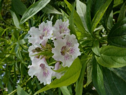 Chitalpa taškentská 'Morning Cloud'  Chitalpa tashkentensis 'Morning Cloud'