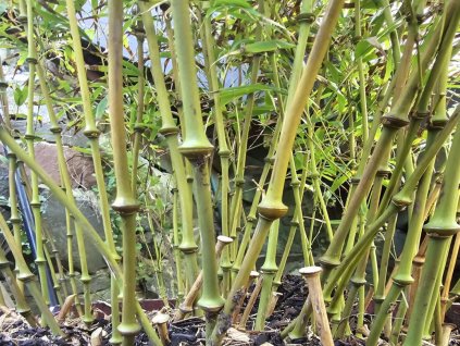 Chimonobambusa tumidissinoda  Chimonobambusa tumidissinoda
