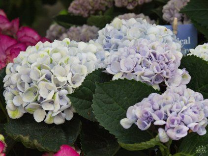 Hydrangea m. 'Magical Revolution'® blue (1)