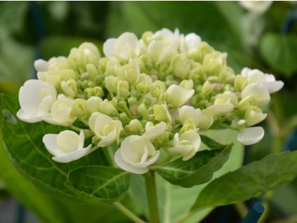 Hortenzia kalinolistá Hovaria® 'Holibel'  Hydrangea m. 'Hovaria® Holibel'