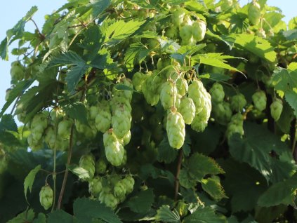 Chmeľ obyčajný 'Cascade'  Humulus lupulus 'Cascade'