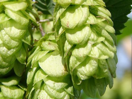 Chmeľ obyčajný 'Centennial'  Humulus lupulus 'Centennial'