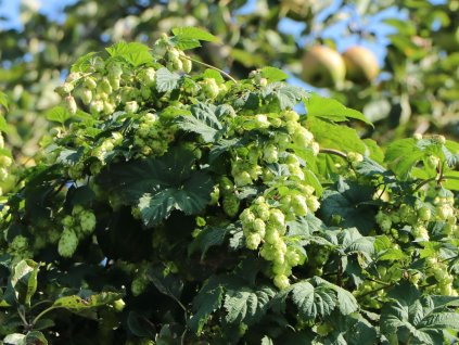 Chmeľ obyčajný 'Hersbrucker'  Humulus lupulus 'Hersbrucker'