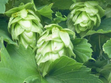 Chmeľ obyčajný 'Magnum'  Humulus lupulus 'Magnum'