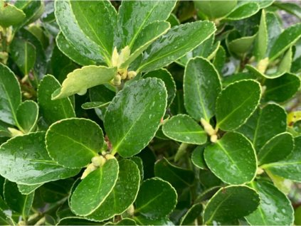 Bršlen japonský  Euonymus japonicus