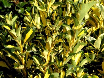 Bršlen japonský 'Aureopictus'  Euonymus japonicus 'Aureopictus'