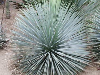 Juka rostrata  Yucca rostrata
