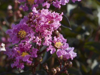 Lagerstroemia 'Lavender Lace'  Lagerstroemia indica 'Lavender Lace'