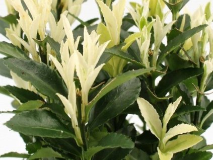 Bršlen japonský 'Francien'  Euonymus japonicus 'Francien'