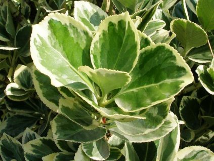 Bršlen japonský 'President Gauthier'  Euonymus japonicus 'President Gauthier'