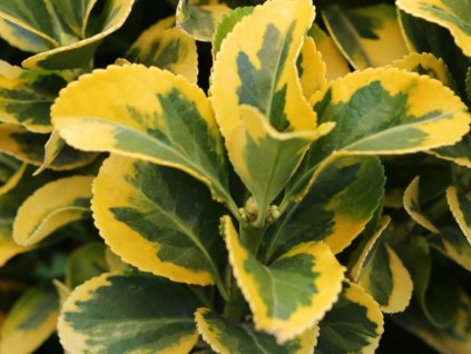 Bršlen japonský 'Elegantissimus Aureus'  Euonymus japonicus 'Elegantissimus Aureus'