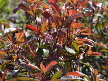 Červienka Fraserova 'Compacta'  Photinia x fraseri 'Compacta'