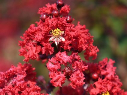Lagerstroemia 'Rossa'  Lagerstroemia indica 'Rossa'
