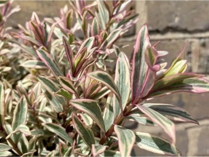 Hebe 'Red Sunset'  Hebe 'Green Globe'