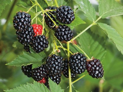 Černica 'Tiny Black'  Rubus fruticosus 'Tiny Black'