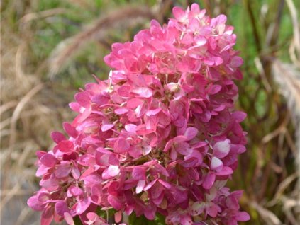 Hortenzia metlinatá  'Gardenlights Redlight®'  Hydrangea paniculata 'Gardenlights Redlight'