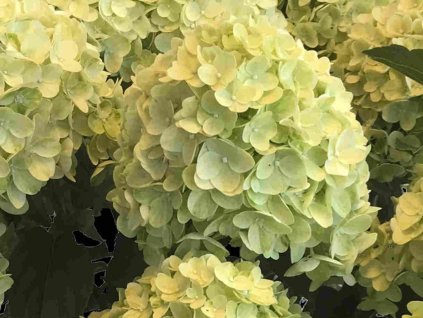 Hortenzia metlinatá  'Gardenlights Lemonlight®'  Hydrangea paniculata 'Gardenlights Lemonlight'