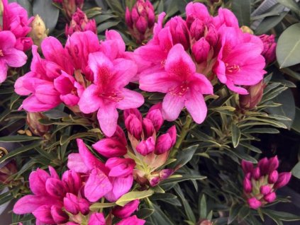 Rododendrón 'Grazeasy® Dark Pink'  Rhododendron 'Grazeasy® Dark Pink'